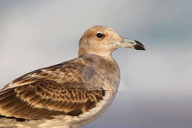 Sooty Gull - Hemprichmöwe - Larus hemprichii, Oman, 1st cy stock-image by Agami/Ralph Martin,