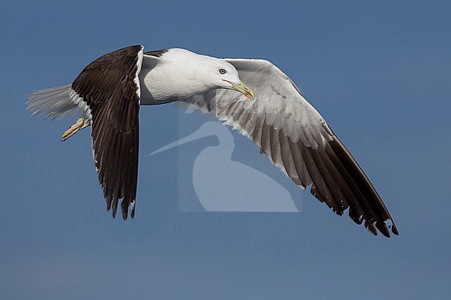 Lesser Black-backed Gull, Adult in flight, Campania, Italy stock-image by Agami/Saverio Gatto,