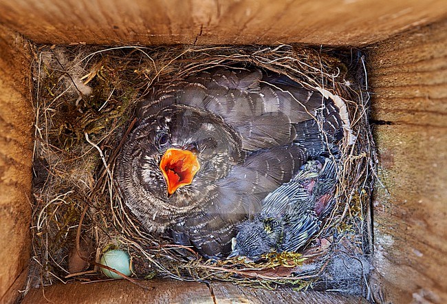 Common Cuckoo (Cuculus canorus) chick in the Common Redstart (Phoenicurus phoenicurus) nest that was usurped by Great Tit (Parus major); the only case of such 