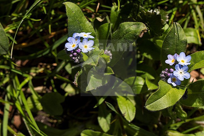 Wood Forget-me-not flower stock-image by Agami/Wil Leurs,