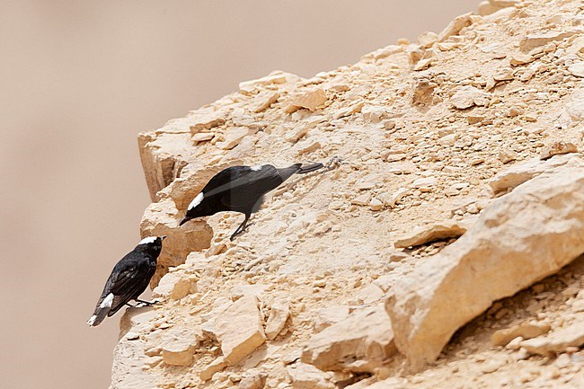 White-crowned Wheatears (Oenanthe leucopyga) in courtship on the ledge of a desert canyon in Israel. stock-image by Agami/Marc Guyt,