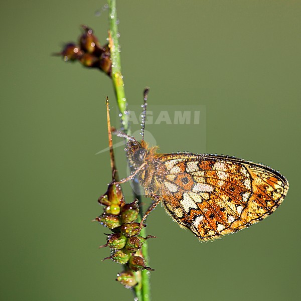 Zilveren Maan in de vegetatie, Small Pearl-bordered Frittillary in the vegetation stock-image by Agami/Theo Douma,
