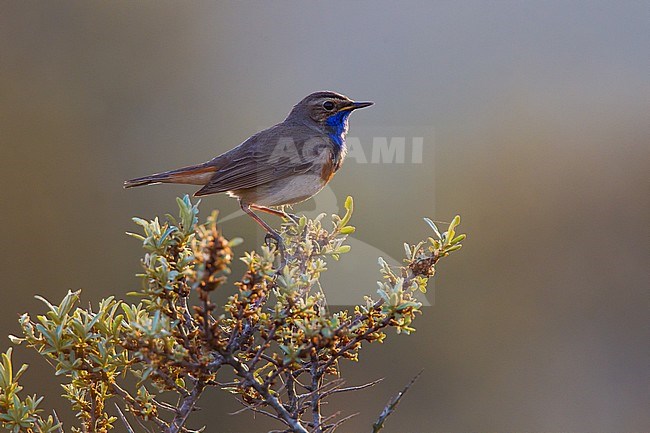 Male White-spotted Bluethroat (Cyanecula svecica cyanecula) perched on top of a bush with backlight in the dunes of the Netherlands. stock-image by Agami/Menno van Duijn,