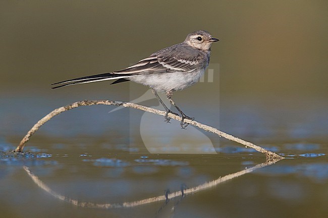 Juvenile White Wagtail (Motacilla alba) in Italy. stock-image by Agami/Daniele Occhiato,