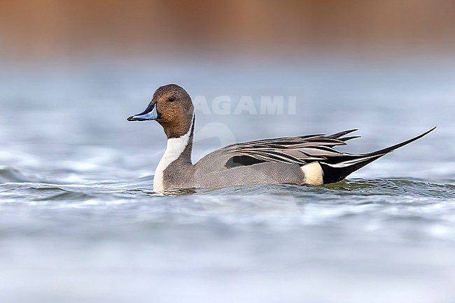 Male Northern Pintail, Anas acuta, swimming on a lake in Italy. stock-image by Agami/Daniele Occhiato,