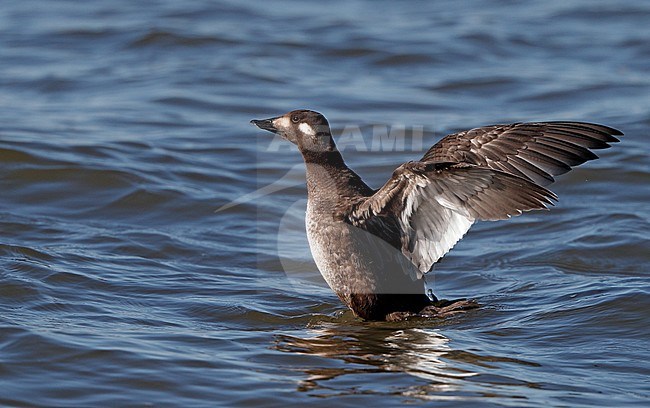 American White-winged Scoter, Melanitta deglandi, 1stW female swimming at Reed's Beach, New Jersey, USA stock-image by Agami/Helge Sorensen,