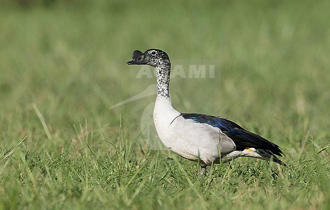 Knob-billed Duck, Sarkidiornis melanotos, standing in a green meadow. stock-image by Agami/Arie Ouwerkerk,