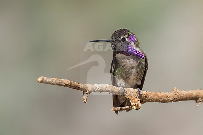 Adult male
Riverside Co., CA
April 2022 stock-image by Agami/Brian E Small,