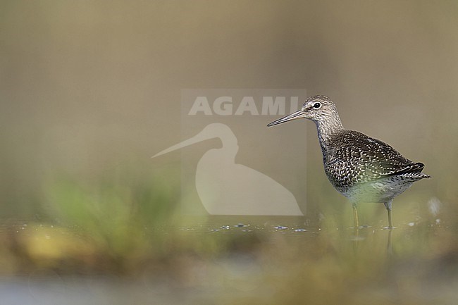 Tureluur in plasdras tussen goudknopje stock-image by Agami/Han Bouwmeester,