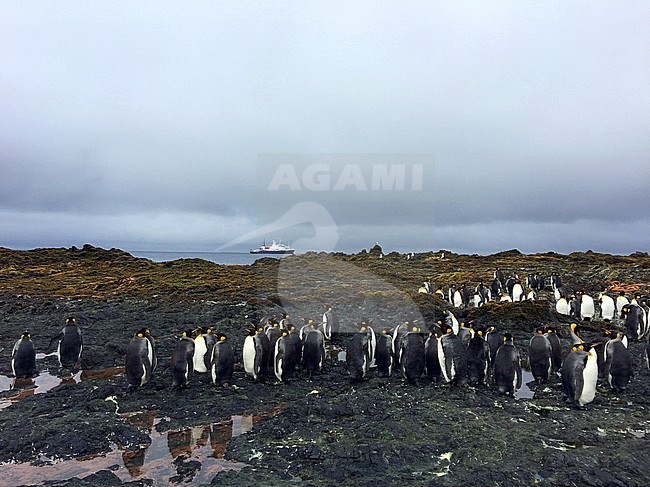 King Penguins (Aptenodytes patagonicus) gathering on the beach of Macquarie island, subantarctic region, Australia. A UNESCO World Heritage Site in the southwest Pacific Ocean. stock-image by Agami/Marc Guyt,