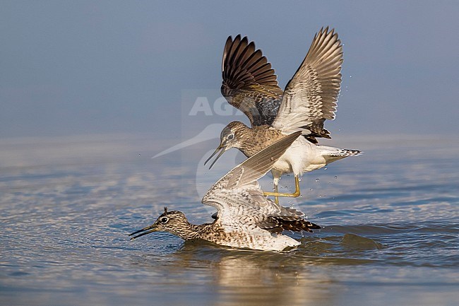 Bosruiter; Wood Sandpiper; Tringa glareola stock-image by Agami/Daniele Occhiato,