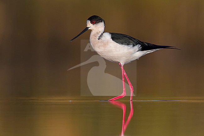 Black-winged Stilt (Himantopus himantopus) in Italy. stock-image by Agami/Daniele Occhiato,