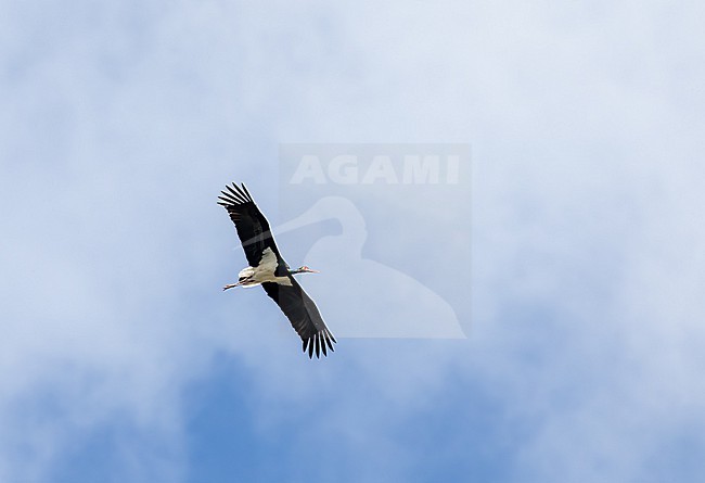 Black Stork, (Ciconia nigra) in flight Extremadura stock-image by Agami/Roy de Haas,