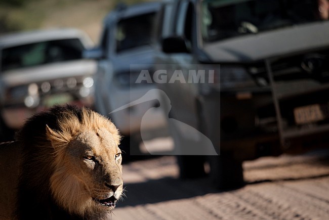 Afrikaanse Leeuw bij auto, African Lion near car stock-image by Agami/Marten van Dijl,