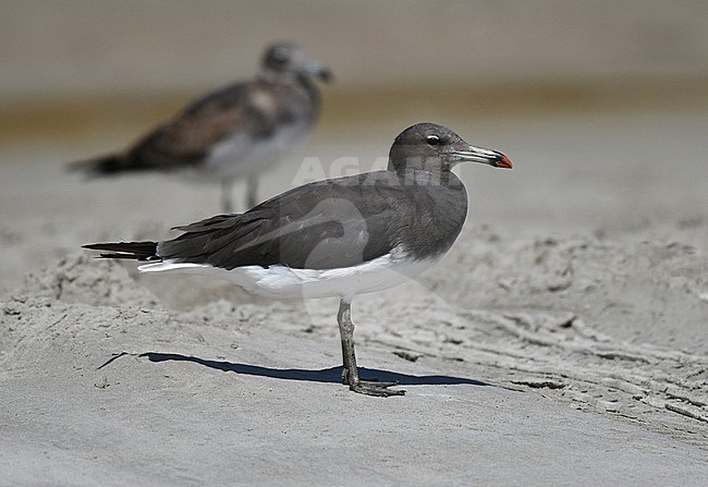 Sooty Gull, Ichthyaetus hemprichii, along the coast in Oman. stock-image by Agami/Laurens Steijn,