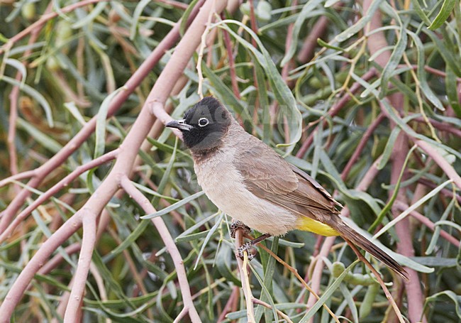 Arabische Buulbuul zittend op een tak; White-spectacled Bulbul perched on a branch stock-image by Agami/Markus Varesvuo,