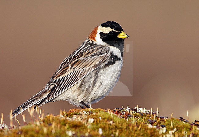 Adult male breeding
Seward Peninsula, AK
June 2009 stock-image by Agami/Brian E Small,