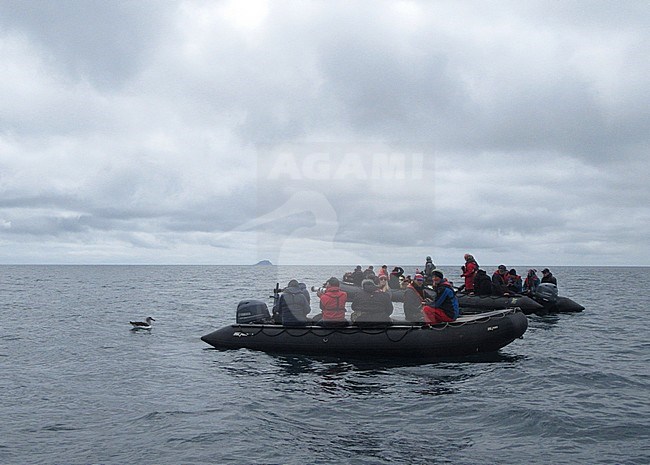 Northern Buller's Albatross (Thalassarche bulleri platei) swimming off Mangere Island, Chatham Islands, New Zealand, surrounded by Zodiacs. stock-image by Agami/Marc Guyt,