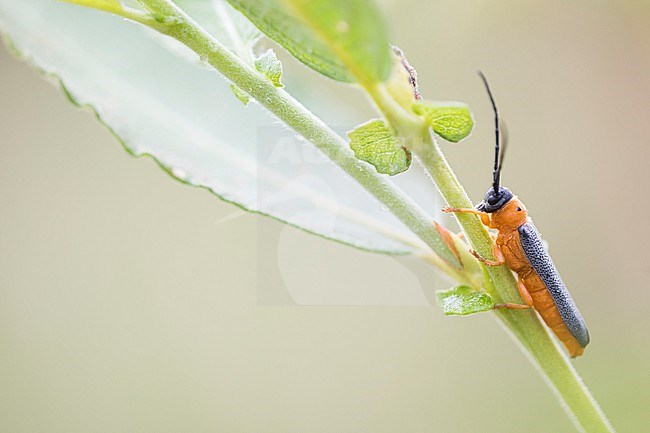 Oberea oculata - Weiden-Linienbock, France (Jura), imago stock-image by Agami/Ralph Martin,