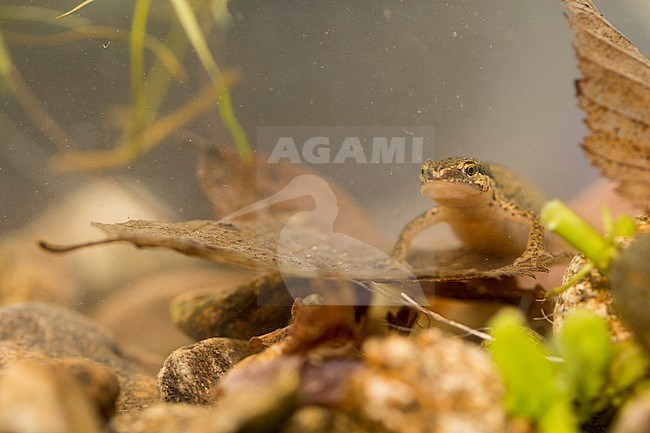 Lissotriton helveticus - Palmate Newt - Fadenmolch, Germany (Baden-Württemberg), imago, female stock-image by Agami/Ralph Martin,