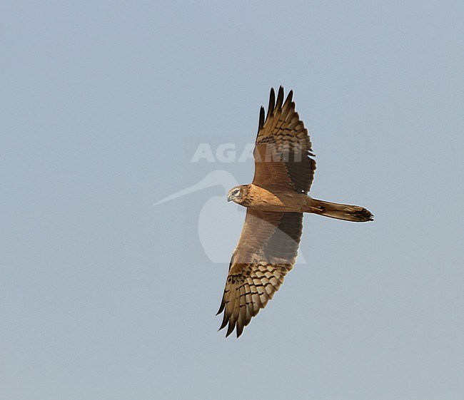 Grauwe Kiekendief in vlucht; Montagu's Harrier (Circus pygargus) in flight stock-image by Agami/James Eaton,