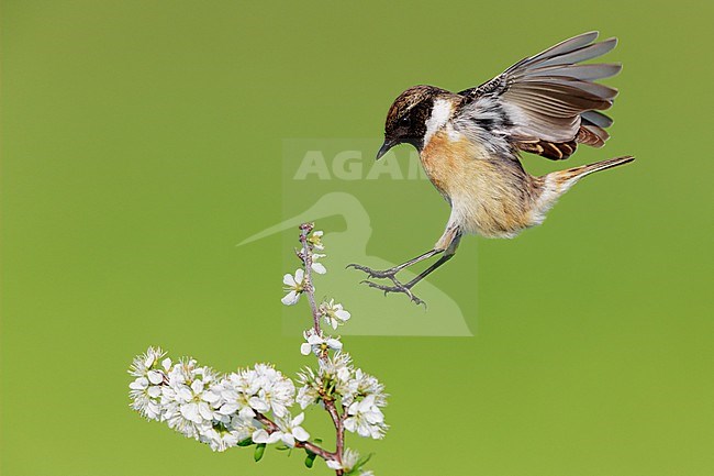 European Stonechat (Saxicola rubicola), side view of an adult male landing on a Blackthorn branch, Campania, Italy stock-image by Agami/Saverio Gatto,