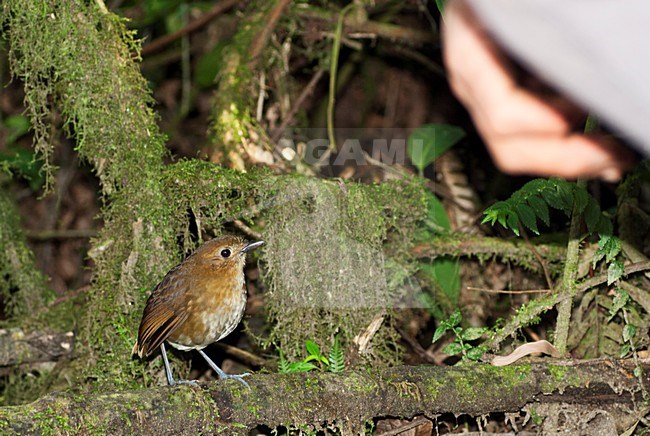Tamme Caldasmierpitta in Rio Blanco, Colombia: Babituated Brown-banded Antpitta in Rio Blanco, Colombia stock-image by Agami/Marc Guyt,