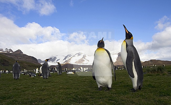King Penguin pair standing in the colony; KoningspinguÃ¯n paar staand in de kolonie stock-image by Agami/Marc Guyt,