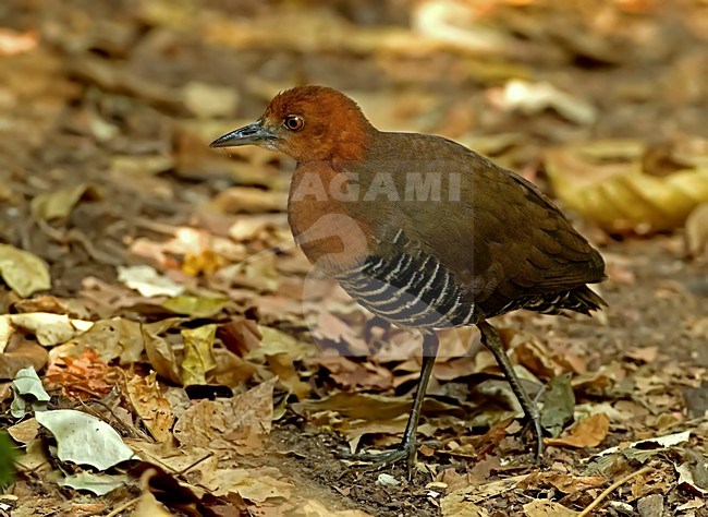 Zwartpootral in bos, Slaty-legged Crake in forest stock-image by Agami/Alex Vargas,