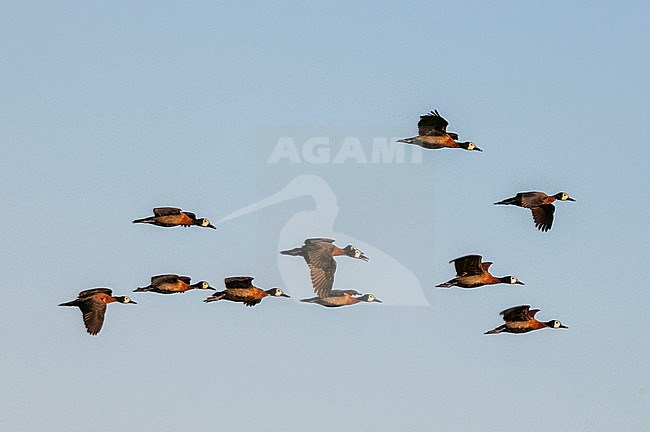 A flock of white-faced whistling ducks, Dendrocygna viduata, in flight. Chobe River, Chobe National Park, Kasane, Botswana. stock-image by Agami/Sergio Pitamitz,