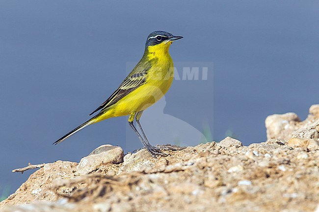 Hybrid male Yellow Wagtail sitting on lake shore near Yotvata, Israel April 14, 2014. stock-image by Agami/Vincent Legrand,