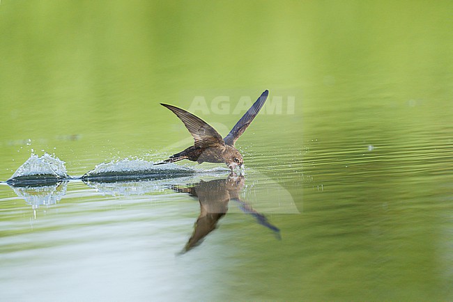 Drinking and foraging adult Common Swift (Apus apus) on a very hot weather summer day, skimming water surface by flying fast and very low with its bill wide open. Surface of the water is very smooth and calm and creating a reflection and mirror image of the bird. touching and splitting the water gives a trail of splashes and droplets stock-image by Agami/Ran Schols,