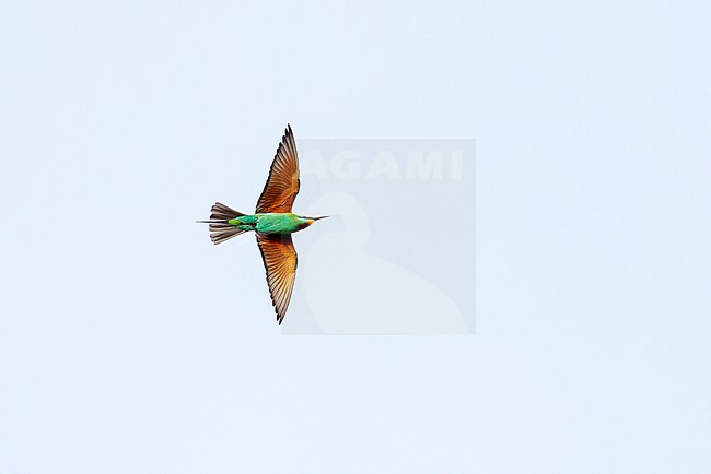 Blue-cheeked Bee-eater (Merops persicus) in flight. stock-image by Agami/David Monticelli,