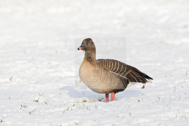 Kleine Rietgans in de sneeuw; Pink-footed Goose in snow stock-image by Agami/Marc Guyt,