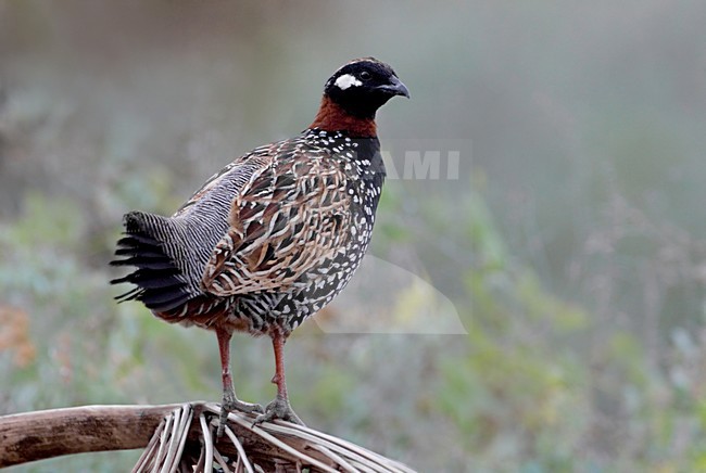 Zwarte Francolijn staand; Black Francolin standing stock-image by Agami/Daniele Occhiato,