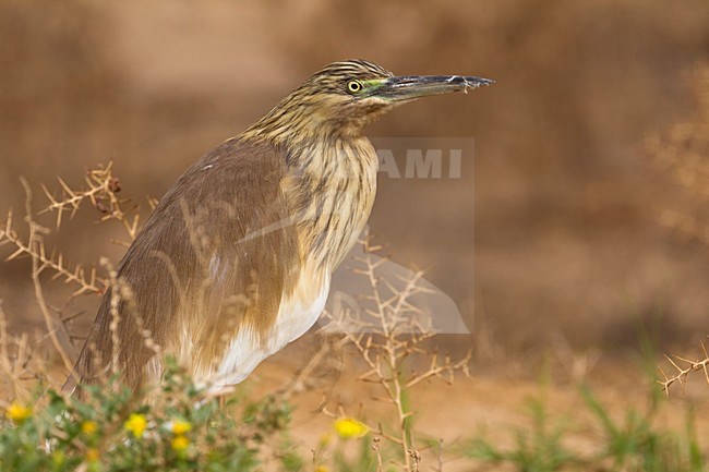 Ralreiger; Squacco Heron stock-image by Agami/Daniele Occhiato,
