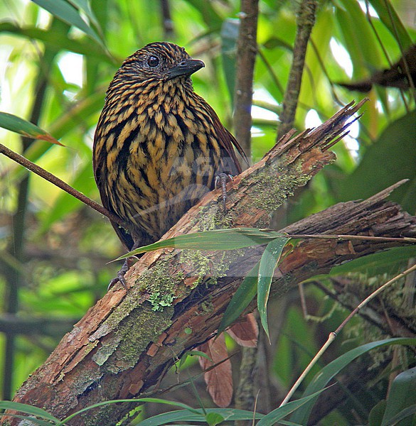 Flammulated Treehunter (Thripadectes flammulatus). in Colombia. It is the largest and most strikingly patterned member of its genus. stock-image by Agami/Pete Morris,
