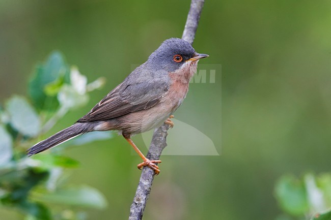 Male Moltoni's Warbler perched on a branch stock-image by Agami/Daniele Occhiato,