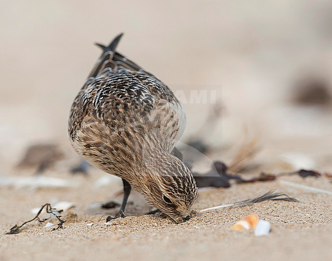 First-winter Baird's Sandpiper (Calidris bairdii) on the beach of Wassenaar, Netherlands. rare vagrant from North America. stock-image by Agami/Marc Guyt,