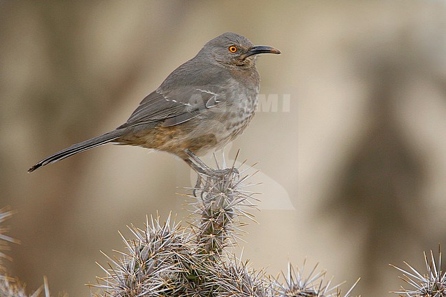 Adult
Soccorro Co., NM
December 2007 stock-image by Agami/Brian E Small,