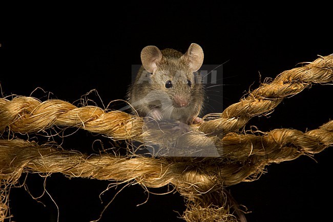 Huismuis op een touw; House Mouse on a rope stock-image by Agami/Theo Douma,