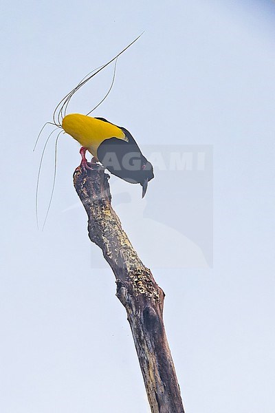 Twelve-wired Bird-of-Paradise  (Seleucidis melanoleucus) male in display in Papua New Guinea stock-image by Agami/Dubi Shapiro,