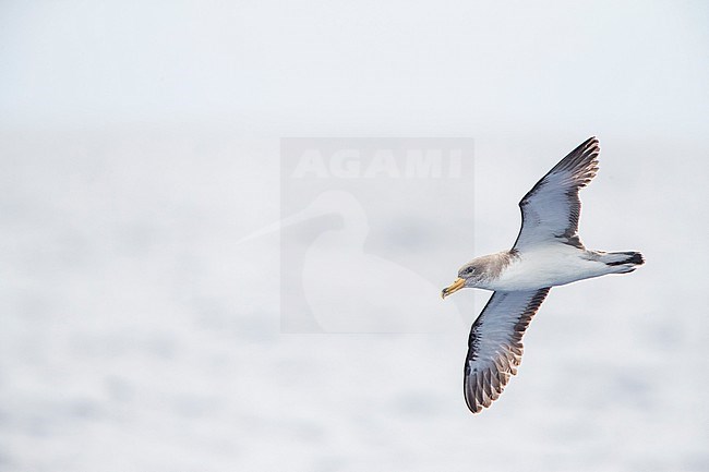 Cory's Shearwater (Calonectris borealis) off Madeira. Flying over the Atlantic ocean. stock-image by Agami/Marc Guyt,