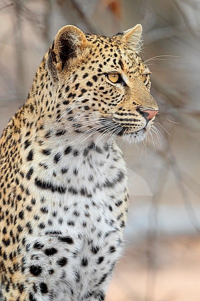 Leopard (Panthera pardus), adult female close-up, Mpumalanga, South Africa stock-image by Agami/Saverio Gatto,