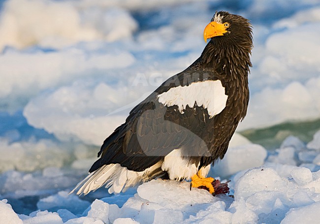 Steller-zeearend, Stellers Sea-eagle, Haliaeetus pelagicus stock-image by Agami/Marc Guyt,