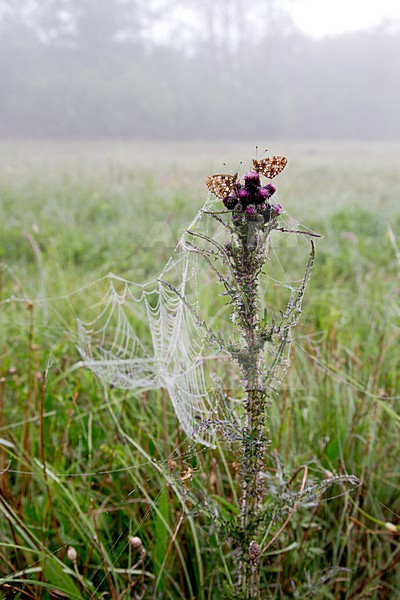 Zilveren Maan in de vegetatie, Small Pearl-bordered Frittillary in the vegetation stock-image by Agami/Theo Douma,