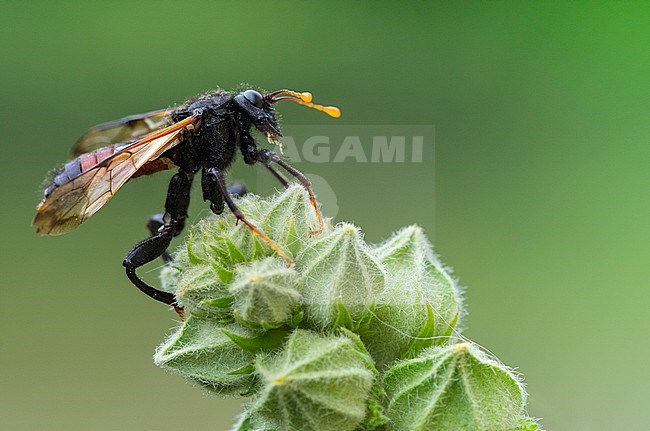 Berkenknotssprietbladwesp, birch sawfly stock-image by Agami/Wil Leurs,