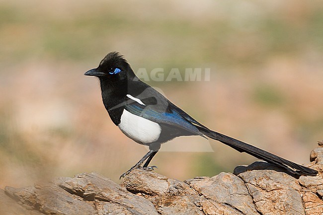 Maghrebekster, Maghreb Magpie, Pica mauretanica, Morocco, adult stock-image by Agami/Ralph Martin,