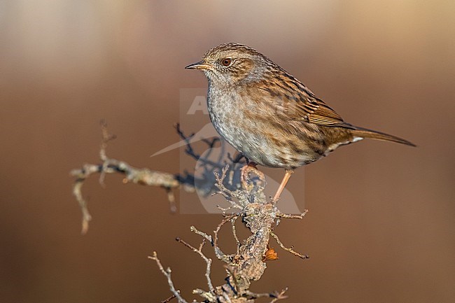 Dunnock (Prunella modularis) perched on a branch stock-image by Agami/Daniele Occhiato,