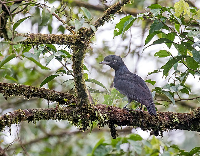 Male Bare-necked Umbrellabird (Cephalopterus glabricollis) in Costa Rica. stock-image by Agami/Pete Morris,
